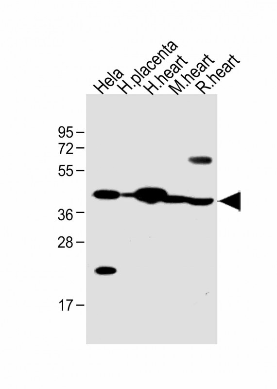 WB - FSTL1 Antibody (C-term) AP10534b