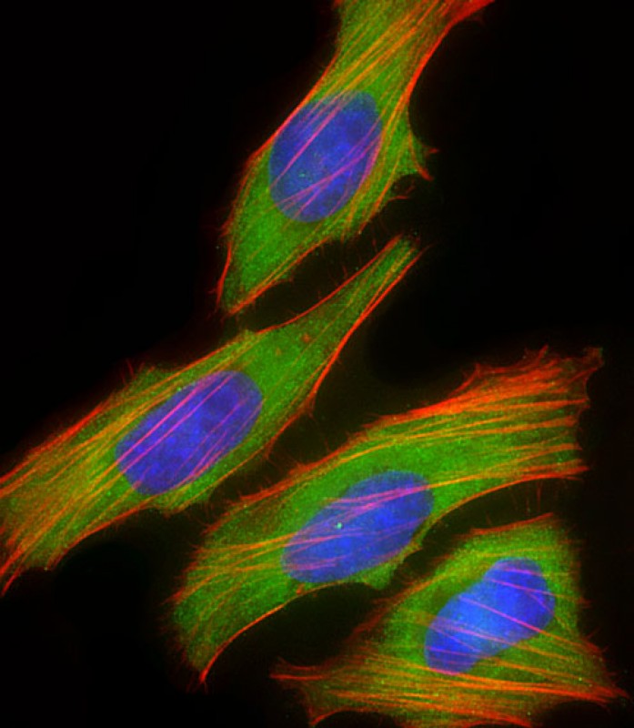 Immunofluorescent analysis of 4% paraformaldehyde-fixed, 0.1% Triton X-100 permeabilized HeLa (human cervical epithelial adenocarcinoma cell line) cells labeling DBH with AP11226a at 1/25 dilution, followed by Dylight� 488-conjugated goat anti-rabbit IgG (NK179883) secondary antibody at 1/200 dilution (green). Immunofluorescence image showing cytoplasm and weak nucleus staining on HeLa cell line. Cytoplasmic actin is detected with Dylight� 554 Phalloidin (PD18466410) at 1/100 dilution (red).The nuclear counter stain is DAPI (blue).