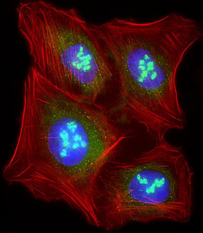 Immunofluorescent analysis of 4% paraformaldehyde-fixed, 0.1% Triton X-100 permeabilized U-2 OS (human osteosarcoma cell line) cells labeling LIN28B with AP1485a at 1/25 dilution, followed by Dylight� 488-conjugated goat anti-rabbit IgG (NK179883) secondary antibody at 1/200 dilution (green). Immunofluorescence image showing nucleus and weak cytoplasm staining on U-2 OS cell line. Cytoplasmic actin is detected with Dylight� 554 Phalloidin (PD18466410) at 1/100 dilution (red).The nuclear counter stain is DAPI (blue).