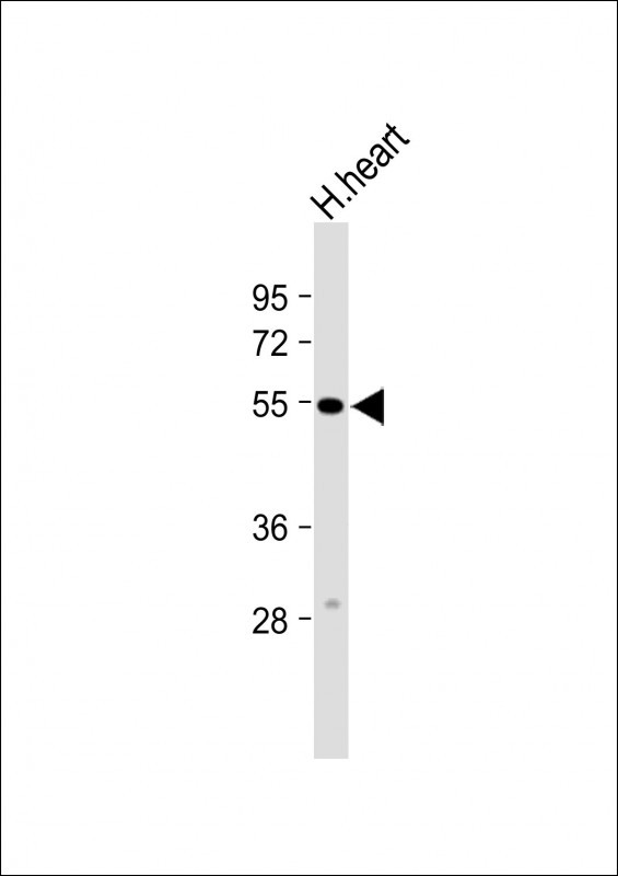 Anti-CALCRL Antibody (Center) at 1:2000 dilution + Human heart lysateLysates/proteins at 20 �g per lane. SecondaryGoat Anti-Rabbit IgG,  (H+L), Peroxidase conjugated at 1/10000 dilution. Predicted band size : 53 kDaBlocking/Dilution buffer: 5% NFDM/TBST.