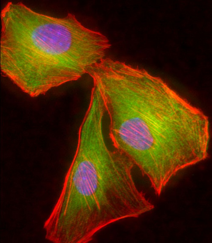 Immunofluorescent analysis of 4% paraformaldehyde-fixed, 0.1% Triton X-100 permeabilized  C2C12 (mouse myoblast cell line) cells labeling beta II Tubulin with AP22337a at 1/25 dilution, followed by Dylight� 488-conjugated goat anti-rabbit IgG (1583138) secondary antibody at 1/200 dilution (green). Immunofluorescence image showing cytoskeleton staining on C2C12 cell line. Cytoplasmic actin is detected with Dylight� 554 Phalloidin (OI17558410) at 1/100 dilution (red). The nuclear counter stain is DAPI (blue).