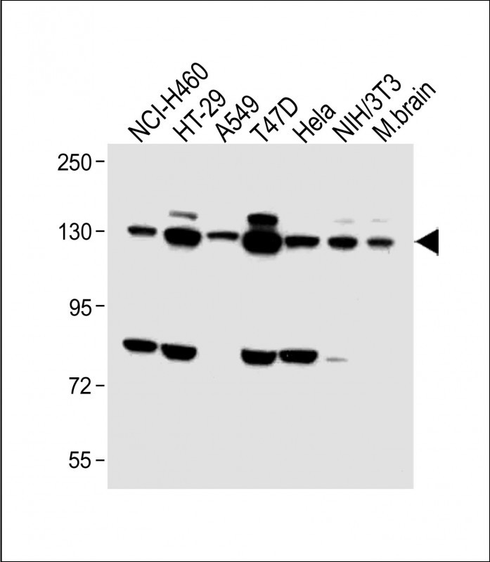 All lanes : Anti-FGFR2 Antibody (C-term) at 1:1000 dilutionLane 1: NCI-H460 whole cell lysateLane 2: HT-29 whole cell lysateLane 3: A549 whole cell lysateLane 4: T47D whole cell lysateLane 5: Hela whole cell lysateLane 6: NIH/3T3 whole cell lysateLane 7: Mouse brain lysateLysates/proteins at 20 �g per lane. SecondaryGoat Anti-Rabbit IgG,  (H+L), Peroxidase conjugated at 1/10000 dilution. Predicted band size : 92 kDaBlocking/Dilution buffer: 5% NFDM/TBST.