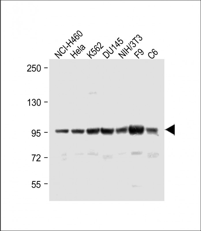 All lanes : Anti-ABCF1 Antibody (C-term) at 1:1000 dilutionLane 1: NCI-H460 whole cell lysateLane 2: Hela whole cell lysateLane 3: K562 whole cell lysateLane 4: DU145 whole cell lysateLane 5: NIH/3T3 whole cell lysateLane 6: F9 whole cell lysateLane 7: C6 whole cell lysateLysates/proteins at 20 �g per lane. SecondaryGoat Anti-Rabbit IgG,  (H+L), Peroxidase conjugated at 1/10000 dilution. Predicted band size : 96 kDaBlocking/Dilution buffer: 5% NFDM/TBST.