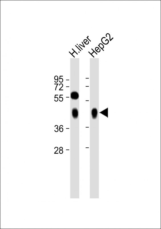 All lanes : Anti-ASGR1 Antibody (N-term) at 1:2000 dilutionLane 1: Human liver lysateLane 2: HepG2 whole cell lysateLysates/proteins at 20 �g per lane. SecondaryGoat Anti-Rabbit IgG,  (H+L), Peroxidase conjugated at 1/10000 dilution. Predicted band size : 33 kDaBlocking/Dilution buffer: 5% NFDM/TBST.
