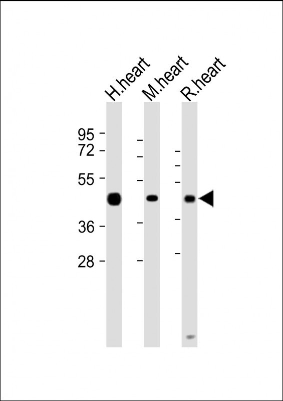All lanes : Anti-LECT1 Antibody (N-term) at 1:2000 dilutionLane 1: Human heart lysateLane 2: Mouse heart lysateLane 3: Rat heart lysateLysates/proteins at 20 �g per lane.  SecondaryGoat Anti-Rabbit IgG,   (H+L),  Peroxidase conjugated at 1/10000 dilution.  Predicted band size : 37 kDaBlocking/Dilution buffer: 5% NFDM/TBST.