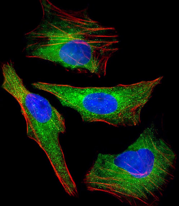 Immunofluorescent analysis of 4% paraformaldehyde-fixed, 0.1% Triton X-100 permeabilized HeLa (human cervical epithelial adenocarcinoma cell line) cells labeling AKT2 with AM8523b at 1/25 dilution, followed by Dylight� 488-conjugated goat anti-mouse IgG (NA166821) secondary antibody at 1/200 dilution (green). Immunofluorescence image showing cytoplasm staining on HeLa cell line. Cytoplasmic actin is detected with Dylight� 554 Phalloidin (PD18466410) at 1/100 dilution (red).The nuclear counter stain is DAPI (blue).