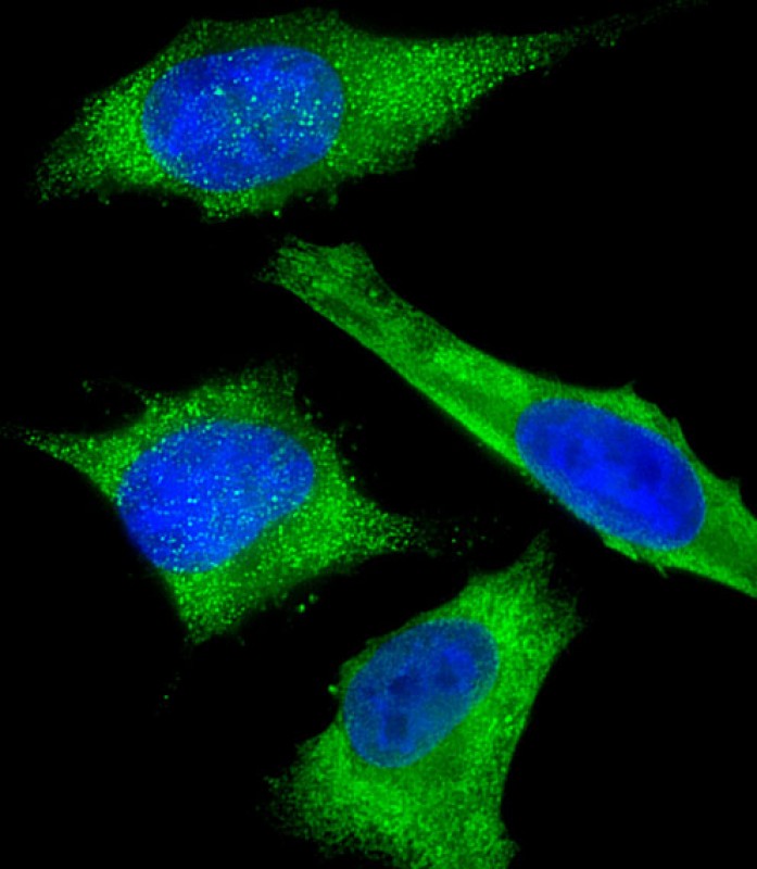 Immunofluorescent analysis of 4% paraformaldehyde-fixed, 0.1% Triton X-100 permeabilized HeLa (human cervical epithelial adenocarcinoma cell line) cells labeling GAPDH with AM8539b at 1/25 dilution, followed by Dylight� 488-conjugated goat anti-mouse IgG (NA166821) secondary antibody at 1/200 dilution (green). Immunofluorescence image showing cytoplasm and nucleus staining on HeLa cell line. The nuclear counter stain is DAPI (blue).