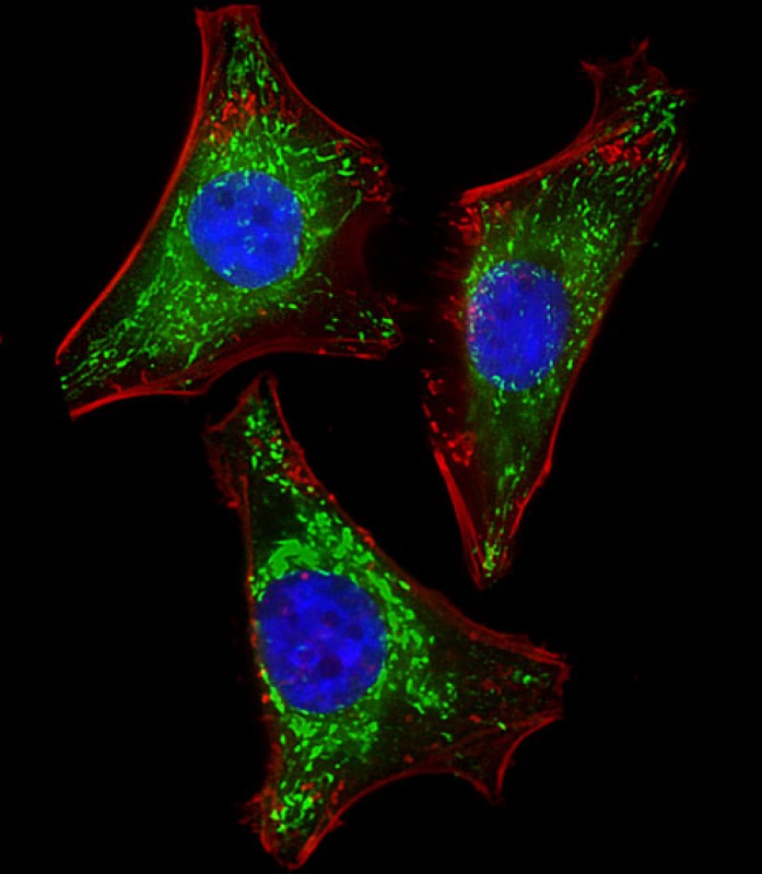 Immunofluorescent analysis of 4% paraformaldehyde-fixed, 0.1% Triton X-100 permeabilized HeLa (human cervical epithelial adenocarcinoma cell line) cells labeling ISG15 with AM8554b at 1/25 dilution, followed by Dylight� 488-conjugated goat anti-mouse IgG (NA166821) secondary antibody at 1/200 dilution (green). Immunofluorescence image showing cytoplasm staining on HeLa cell line. Cytoplasmic actin is detected with Dylight� 554 Phalloidin (PD18466410) at 1/100 dilution (red).The nuclear counter stain is DAPI (blue).