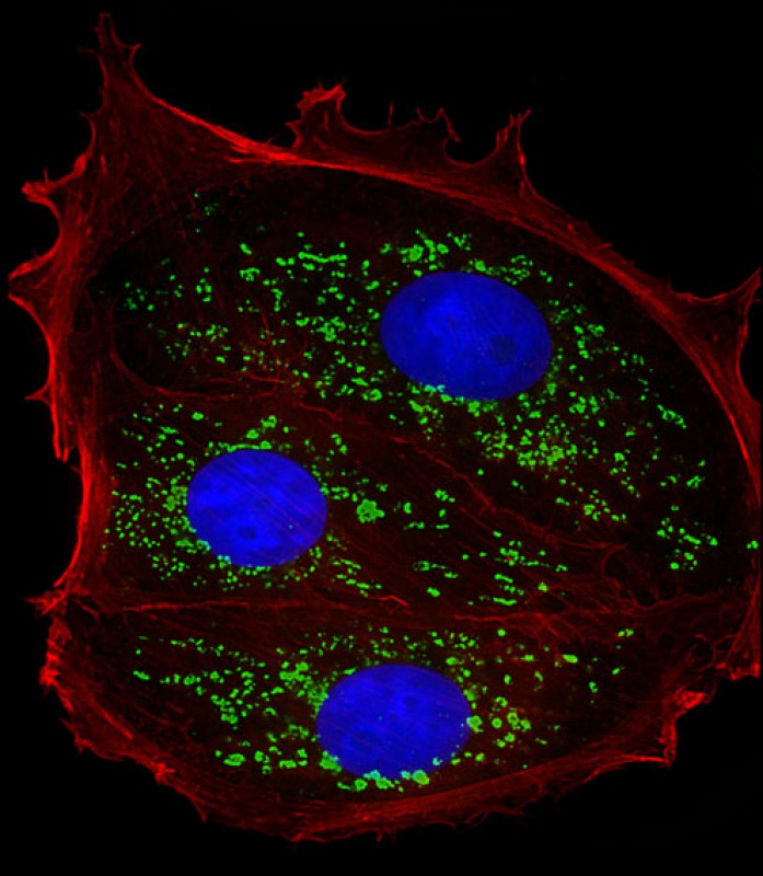 Immunofluorescent analysis of 4% paraformaldehyde-fixed, 0.1% Triton X-100 permeabilized MCF-7 (human breast cancer cell line) cells labeling TFF1 with AP22076c at 1/25 dilution, followed by Dylight� 488-conjugated goat anti-rabbit IgG (NK179883) secondary antibody at 1/200 dilution (green). Immunofluorescence image showing secreted staining on MCF-7 cell line. The nuclear counter stain is DAPI (blue).