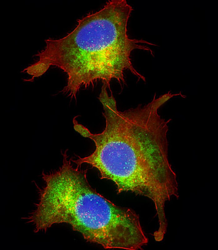 Immunofluorescent analysis of 4% paraformaldehyde-fixed, 0.1% Triton X-100 permeabilized HepG2 (human liver hepatocellular carcinoma cell line) cells labeling Cyclophilin D with AP22108a at 1/25 dilution, followed by Dylight� 488-conjugated goat anti-rabbit IgG (NK179883) secondary antibody at 1/200 dilution (green). Immunofluorescence image showing cytoplasm staining on HepG2 cell line. The nuclear counter stain is DAPI (blue).