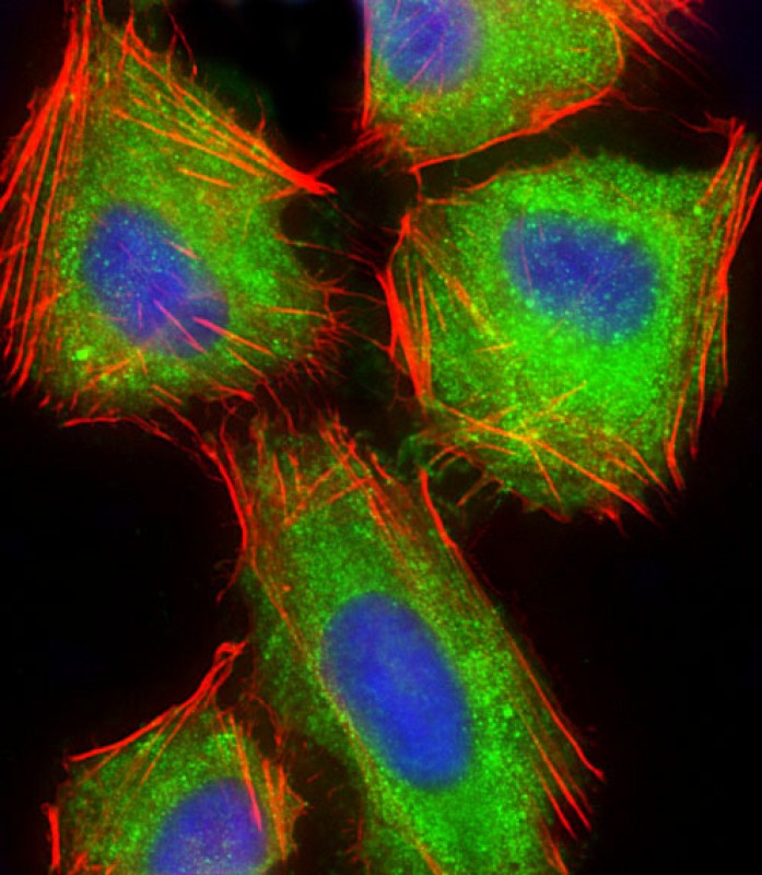 Immunofluorescent analysis of 4% paraformaldehyde-fixed, 0.1% Triton X-100 permeabilized U-2 OS (human osteosarcoma cell line) cells labeling ARPC5 with AP22234c at 1/25 dilution, followed by Dylight� 488-conjugated goat anti-rabbit IgG (1583138) secondary antibody at 1/200 dilution (green). Immunofluorescence image showing cytoplasm and weak nucleus staining on U-2 OS cell line. Cytoplasmic actin is detected with Dylight� 554 Phalloidin (PD18466410) at 1/100 dilution (red).The nuclear counter stain is DAPI (blue).