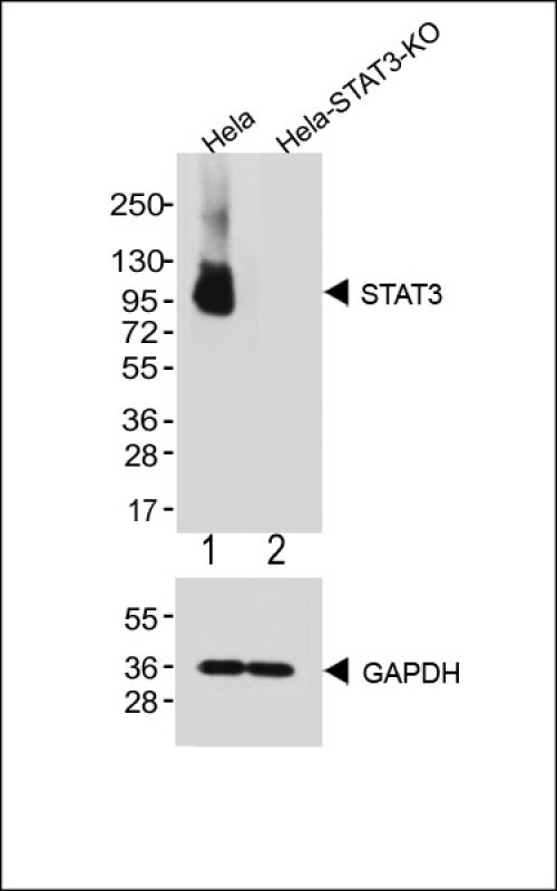 WB - Stat3 Monoclonal Antibody [Knockout Validated] AW5703-U100