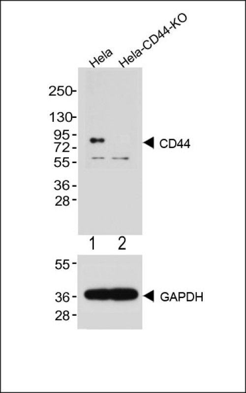 WB - CD44 Antibody (C-term) [Knockout Validated] AW5700-U100