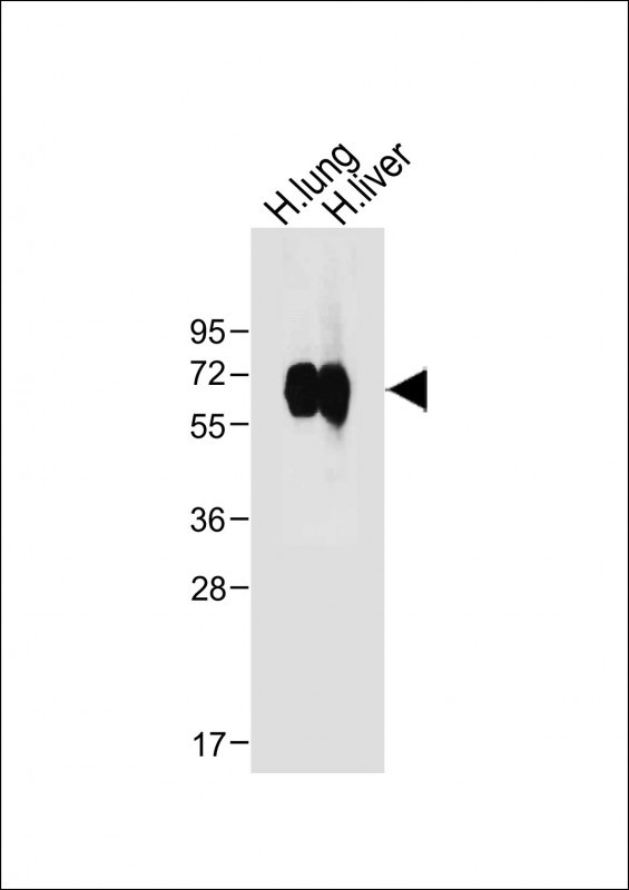 WB - CD14 Antibody (N-term) AP6294A