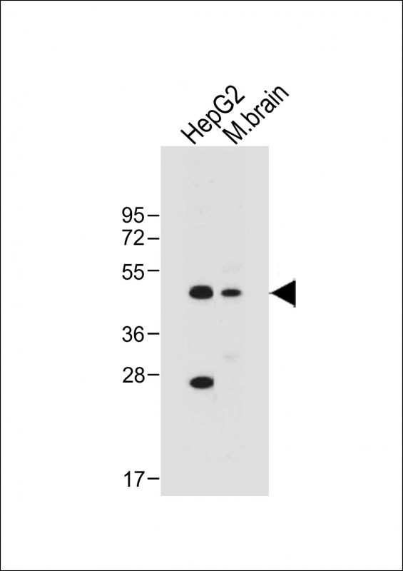 All lanes : Anti-ASAM Antibody (Center) at 1:1000 dilutionLane 1: HepG2 whole cell lysateLane 2: Mouse brain tissue lysateLysates/proteins at 20 �g per lane. SecondaryGoat Anti-Rabbit IgG,  (H+L), Peroxidase conjugated at 1/10000 dilution. Predicted band size : 41 kDaBlocking/Dilution buffer: 5% NFDM/TBST.