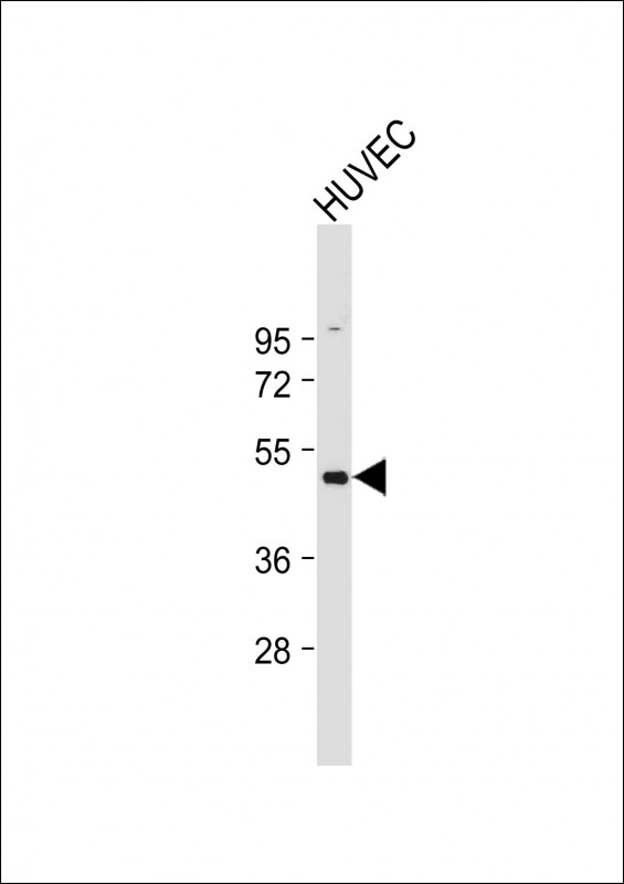 Anti-BAR2 Antibody (S261) at 1:2000 dilution + HUVEC whole cell lysateLysates/proteins at 20 �g per lane. SecondaryGoat Anti-Rabbit IgG,  (H+L), Peroxidase conjugated at 1/10000 dilution. Predicted band size : 46 kDaBlocking/Dilution buffer: 5% NFDM/TBST.