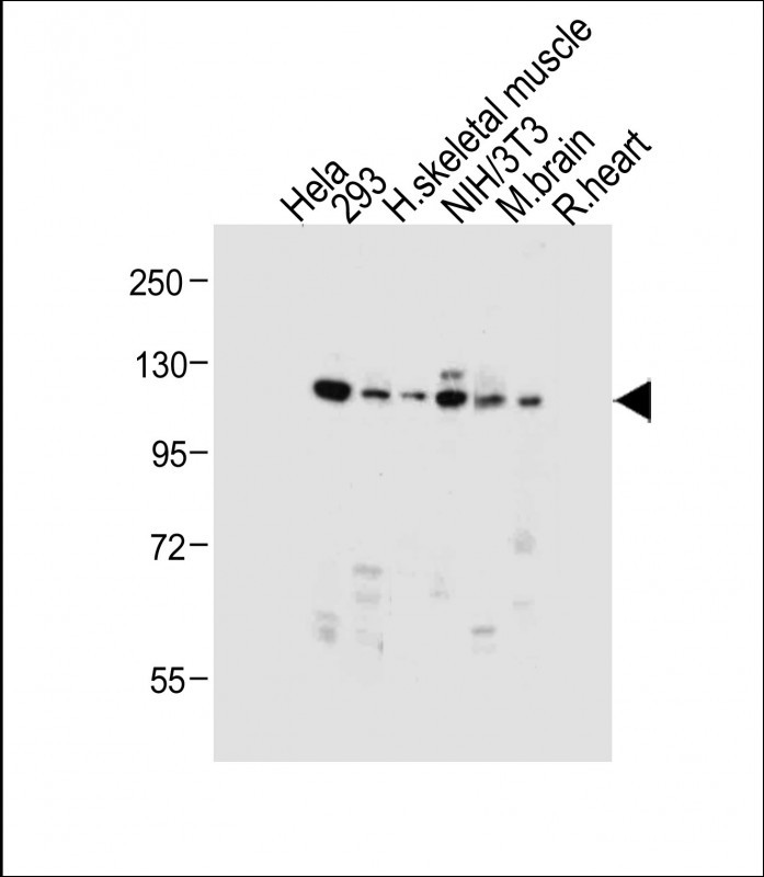 WB - Dnmt3a Antibody AP1034a