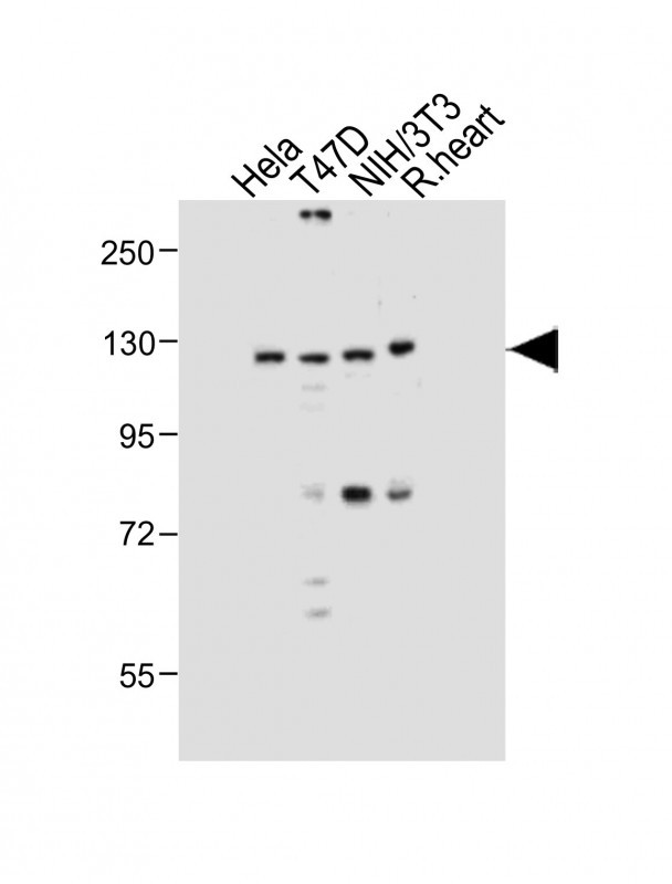 WB - Dnmt3a Antibody AP1034a