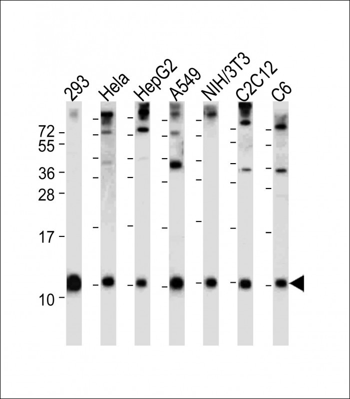 All lanes : Anti-Ubiquitin Antibody (N-term) at 1:2000 dilutionLane 1: 293 whole cell lysateLane 2: Hela whole cell lysateLane 3: HepG2 whole cell lysateLane 4: A549 whole cell lysateLane 5: NIH/3T3 whole cell lysateLane 6: C2C12 whole cell lysateLane 7: C6 whole cell lysateLysates/proteins at 20 �g per lane. SecondaryGoat Anti-Rabbit IgG,  (H+L), Peroxidase conjugated at 1/10000 dilution. Predicted band size : 10 kDaBlocking/Dilution buffer: 5% NFDM/TBST.