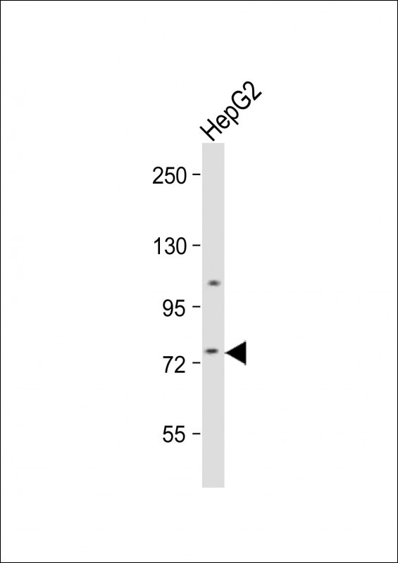 WB - RNF145 Antibody (C-term) AP18281B