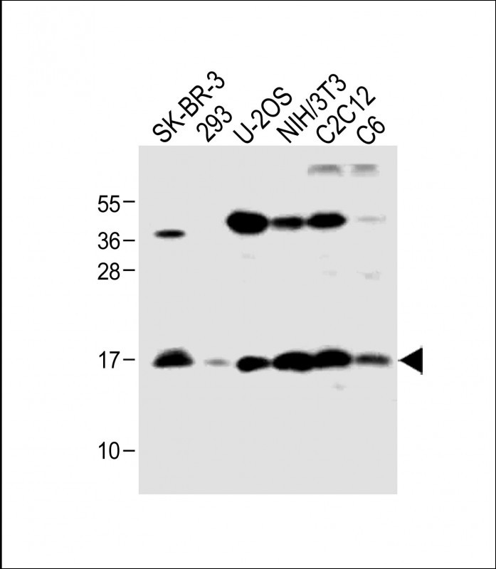 All lanes : Anti-HIST1H3A at 1:1000 dilutionLane 1: SK-BR-3 whole cell lysateLane 2: 293 whole cell lysateLane 3: U-2OS whole cell lysateLane 4: NIH/3T3 whole cell lysateLane 5: C2C12 whole cell lysateLane 6: C6 whole cell lysateLysates/proteins at 20 �g per lane.  SecondaryGoat Anti-Rabbit IgG,   (H+L),  Peroxidase conjugated at 1/10000 dilution.  Predicted band size : 15 kDaBlocking/Dilution buffer: 5% NFDM/TBST.