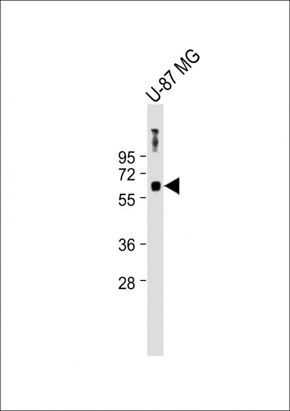 WB - MSL1 Antibody (Center) AP14386c