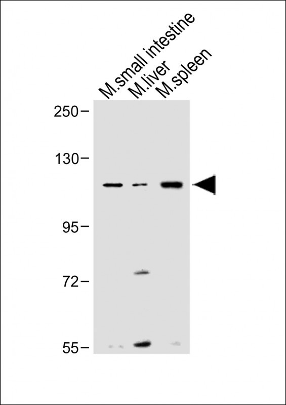WB - Mouse Nlrp6 Antibody (Center) AP16660B