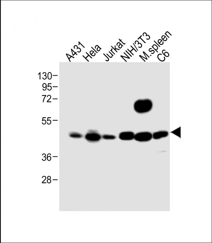 All lanes : Anti-Bi- MEK1 Antibody  at 1:1000 dilutionLane 1: A431 whole cell lysateLane 2: Hela whole cell lysateLane 3: Jurkat whole cell lysateLane 4: NIH/3T3 whole cell lysateLane 5: Mouse spleen lysateLane 6: C6 whole cell lysateLysates/proteins at 20 �g per lane. SecondaryGoat Anti-Rabbit IgG,  (H+L), Peroxidase conjugated at 1/10000 dilution. Predicted band size : 41 kDaBlocking/Dilution buffer: 5% NFDM/TBST.