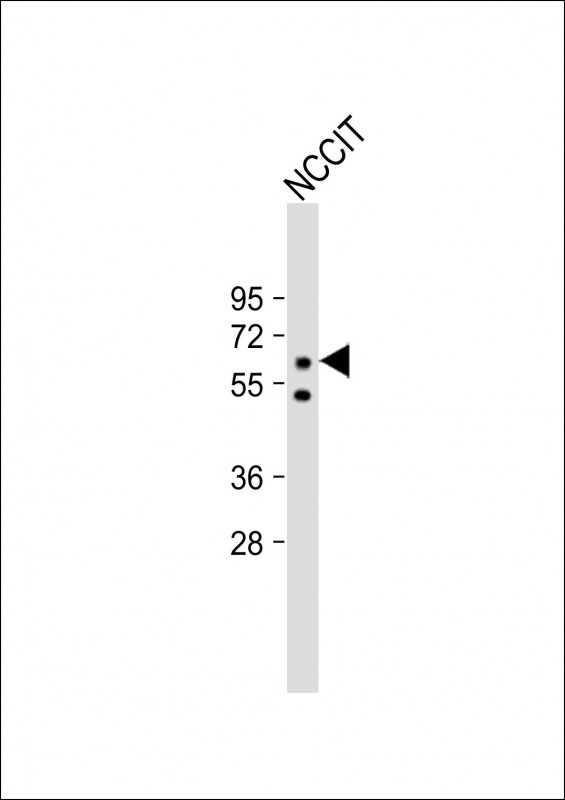 WB - KLF4 Antibody (N-term C74) AP2725a