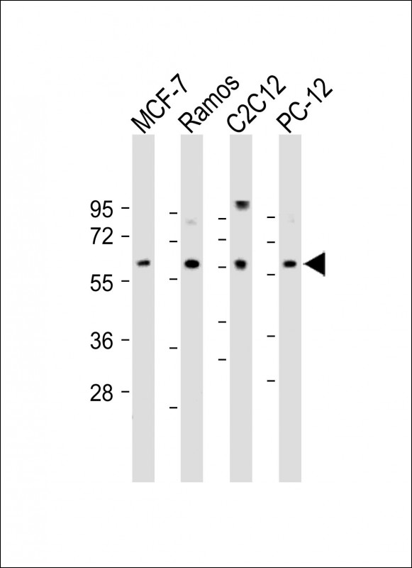 All lanes : Anti-hBIRC4-C12 at 1:2000 dilutionLane 1: MCF-7 whole cell lysateLane 2: Ramos whole cell lysateLane 3: C2C12 whole cell lysateLane 4: PC-12 whole cell lysateLysates/proteins at 20 �g per lane. SecondaryGoat Anti-Rabbit IgG,  (H+L), Peroxidase conjugated at 1/10000 dilution. Predicted band size : 57 kDaBlocking/Dilution buffer: 5% NFDM/TBST.