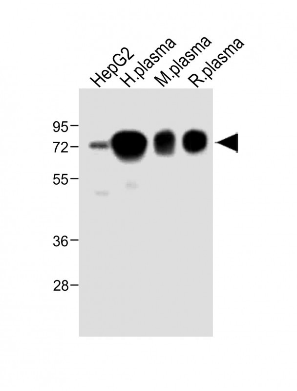All lanes : Anti-HPX Antibody (Center) at 1:2000 dilutionLane 1: HepG2 whole cell lysateLane 2: Human plasma lysateLane 3: Mouse plasma lysateLane 4: Rat plasma lysateLysates/proteins at 20 �g per lane. SecondaryGoat Anti-Rabbit IgG,  (H+L), Peroxidase conjugated at 1/10000 dilution. Predicted band size : 52 kDaBlocking/Dilution buffer: 5% NFDM/TBST.