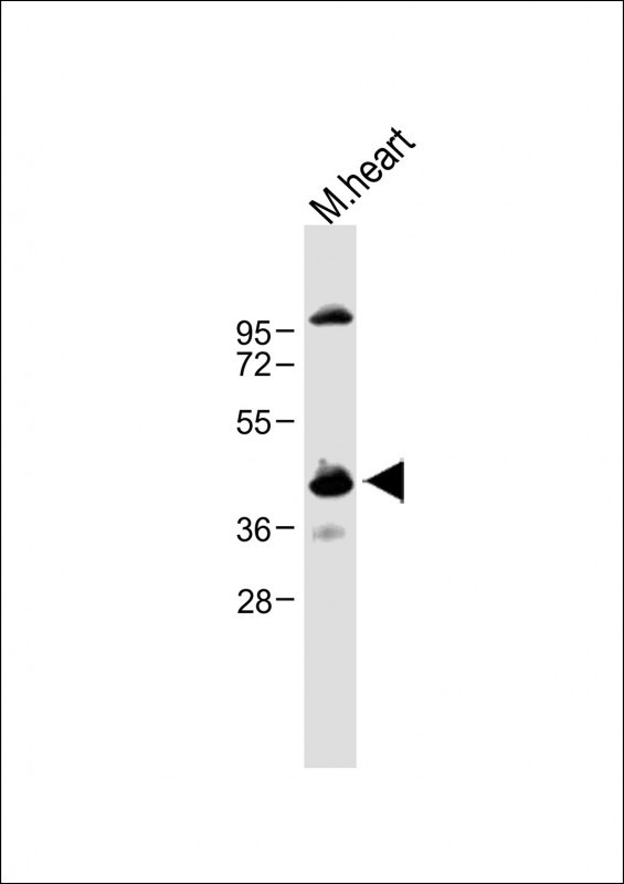 Anti-CCNY Antibody (Center) at 1:1000 dilution + Mouse heart lysateLysates/proteins at 20 �g per lane. SecondaryGoat Anti-Rabbit IgG,  (H+L), Peroxidase conjugated at 1/10000 dilution. Predicted band size : 39 kDaBlocking/Dilution buffer: 5% NFDM/TBST.