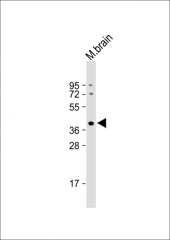 WB - ELAVL2 Antibody (Center) AP12937c