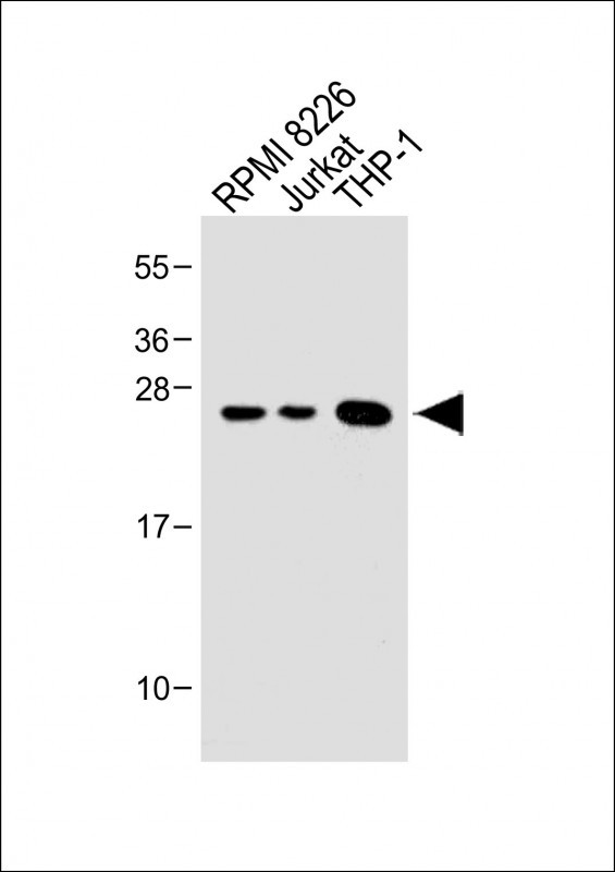 WB - Bcl-2 Antibody (BH3 Domain Specific) AP1303a