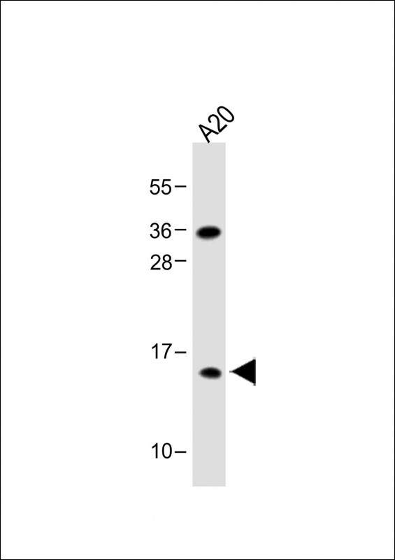 WB - GABARAPL2  Antibody AP1822d