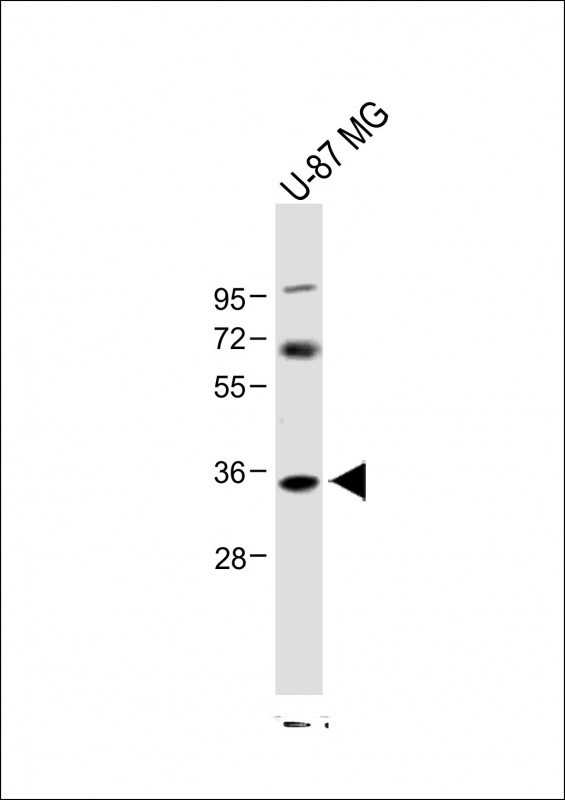 Anti-NAT8L Antibody (N-Term) at 1:1000 dilution + U-87 MG whole cell lysateLysates/proteins at 20 �g per lane. SecondaryGoat Anti-Rabbit IgG,  (H+L), Peroxidase conjugated at 1/10000 dilution. Predicted band size : 33 kDaBlocking/Dilution buffer: 5% NFDM/TBST.