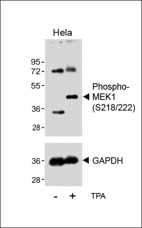 Western blot analysis of lysates from Hela cell line, untreated or treated with TPA(200nM, 30min), using Bi-Phospho-MEK1(S218/222) Antibody(upper) or GAPDH (lower).