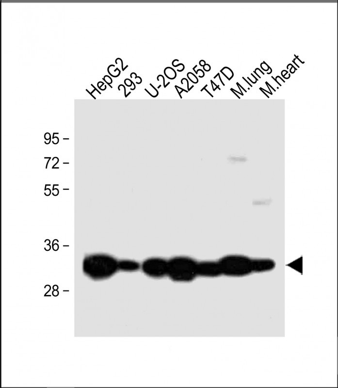 All lanes : Anti-Annexin V Antibody (N-term) at 1:2000 dilutionLane 1: HepG2 whole cell lysateLane 2: 293 whole cell lysateLane 3: U-2OS whole cell lysateLane 4: A2058 whole cell lysateLane 5: T47D whole cell lysateLane 6: Mouse lung lysateLane 7: Mouse heart lysateLysates/proteins at 20 �g per lane. SecondaryGoat Anti-Rabbit IgG,  (H+L), Peroxidase conjugated at 1/10000 dilution. Predicted band size : 36 kDaBlocking/Dilution buffer: 5% NFDM/TBST.