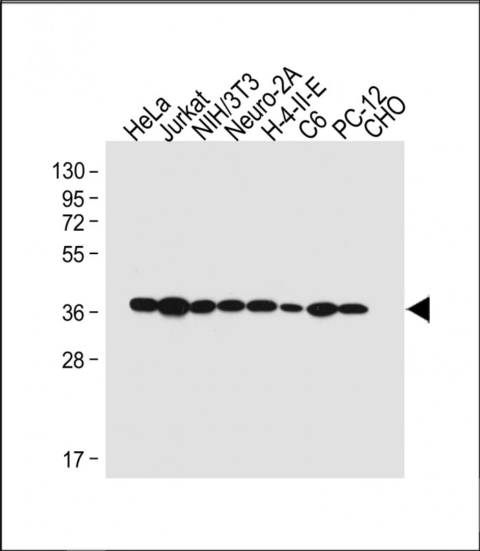 All lanes : Anti-MAPK14 Antibody at 1:4000 dilutionLane 1: HeLa whole cell lysateLane 2: Jurkat whole cell lysateLane 3: NIH/3T3whole cell lysateLane 4: Neuro-2A whole cell lysateLane 5: C6 whole cell lysateLane 6: PC-12 whole cell lysateLane 7: CHO whole cell lysateLysates/proteins at 20 �g per lane. SecondaryGoat Anti-mouse IgG,  (H+L), Peroxidase conjugated at 1/10000 dilution. Predicted band size : 41 kDaBlocking/Dilution buffer: 5% NFDM/TBST.