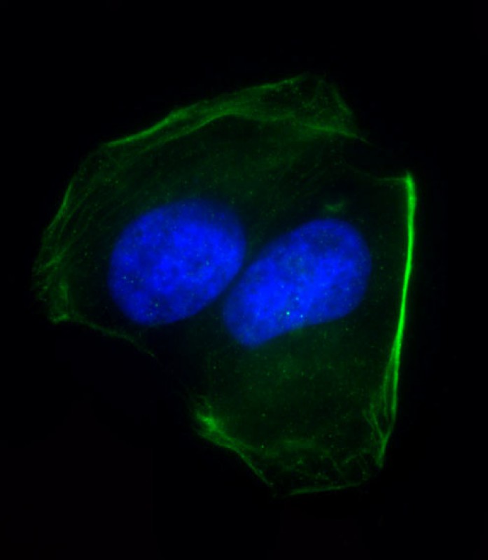 Immunofluorescent analysis of 4% paraformaldehyde-fixed,  0. 1% Triton X-100 permeabilized U-2OS cells labeling CD276 with AP12782b at 1/25 dilution,  followed by Dylight� 488-conjugated goat anti-Rabbit IgG (OH191631) secondary antibody at 1/200 dilution (green).  Immunofluorescence image showing membrance staining on U-2OS cell line. Cytoplasmic actin is detected with Dylight� 554 Phalloidin (1186255) at 1/500 dilution (red). The nuclear counter stain is DAPI (blue).