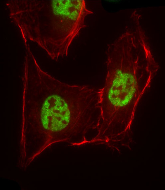 Immunofluorescent analysis of 4% paraformaldehyde-fixed,   0.  1% Triton X-100 permeabilized U-2OS cells labeling TFCP2L1 with AP14317A at 1/25 dilution,   followed by Dylight� 488-conjugated goat anti-Rabbit IgG (OH191631) secondary antibody at 1/200 dilution (green).   Immunofluorescence image showing nucleus staining on U-2OS cell line.  Cytoplasmic actin is detected with Dylight� 554 Phalloidin (1186255) at 1/500 dilution (red).  The nuclear counter stain is DAPI (blue).