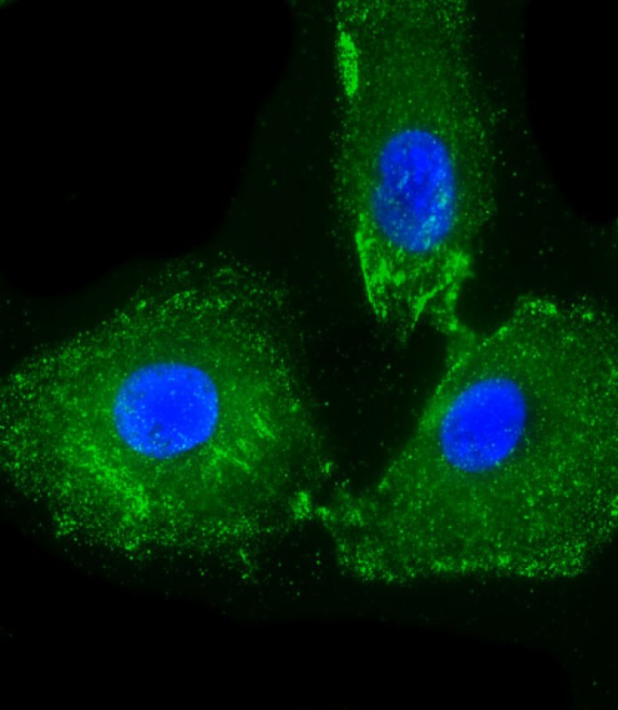 Immunofluorescent analysis of 4% paraformaldehyde-fixed,  0. 1% Triton X-100 permeabilized A549 cells labeling CD14 with AP6294A at 1/25 dilution,  followed by Dylight� 488-conjugated goat anti-Rabbit IgG (OH191631) secondary antibody at 1/200 dilution (green).  Immunofluorescence image showing cytoplasm and membrance staining on A549 cell line. Cytoplasmic actin is detected with Dylight� 554 Phalloidin (1186255) at 1/500 dilution (red). The nuclear counter stain is DAPI (blue).