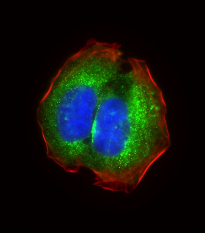 Immunofluorescent analysis of 4% paraformaldehyde-fixed,  0. 1% Triton X-100 permeabilized U-2OS cells labeling RPS18 with AP6887C at 1/25 dilution,  followed by Dylight� 488-conjugated goat anti-Rabbit IgG (OH191631) secondary antibody at 1/200 dilution (green).  Immunofluorescence image showing cytoplasm staining on U-2OS cell line. Cytoplasmic actin is detected with Dylight� 554 Phalloidin (1186255) at 1/500 dilution (red). The nuclear counter stain is DAPI (blue).