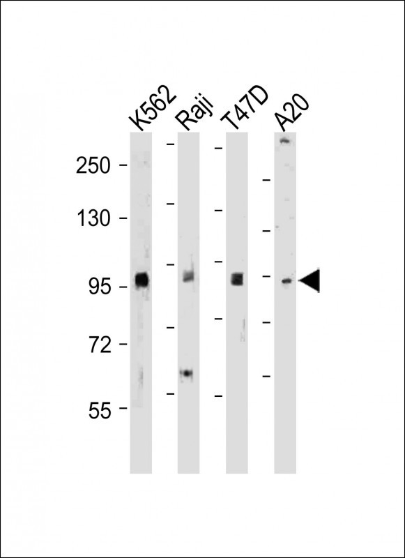 All lanes : Anti-BRAF Antibody (T400) at 1:500-2000 dilutionLane 1: K562 whole cell lysateLane 2: Raji whole cell lysateLane 3: T47D whole cell lysateLane 4: A20 whole cell lysateLysates/proteins at 20 �g per lane. SecondaryGoat Anti-Rabbit IgG,  (H+L), Peroxidase conjugated at 1/10000 dilution. Predicted band size : 84 kDaBlocking/Dilution buffer: 5% NFDM/TBST.