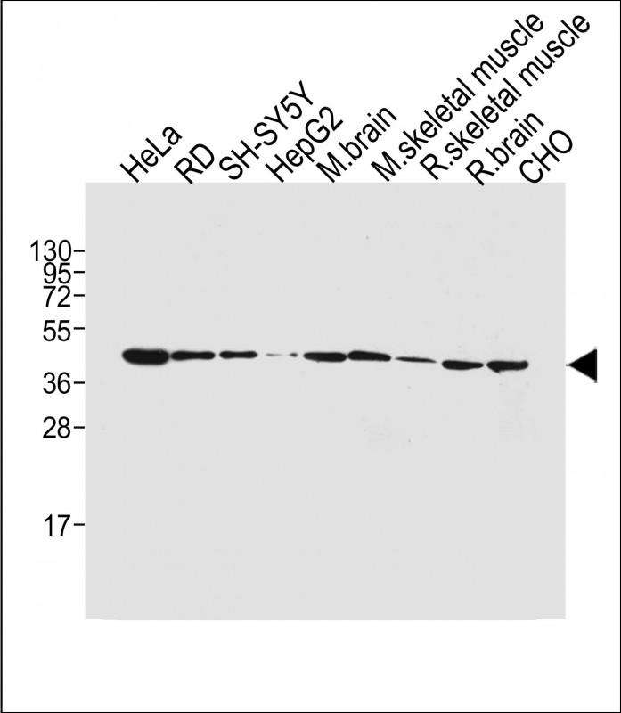 All lanes : Anti-BHLH3 Antibody (N-term) at 1:4000 dilutionLane 1: HeLa whole cell lysateLane 2: RD whole cell lysateLane 3: SH-SY5Y whole cell lysateLane 4: HepG2 whole cell lysateLane 5: Mouse brain tissue lysateLane 6: Mouse skeletal muscle tissue lysateLane 7: Rat skeletal muscle tissue lysateLane 8: Rat brain tissue lysateLane 9: CHO whole cell lysateLysates/proteins at 20 �g per lane.  SecondaryGoat Anti-mouse IgG,   (H+L),  Peroxidase conjugated at 1/10000 dilution.  Predicted band size : 50 kDaBlocking/Dilution buffer: 5% NFDM/TBST.