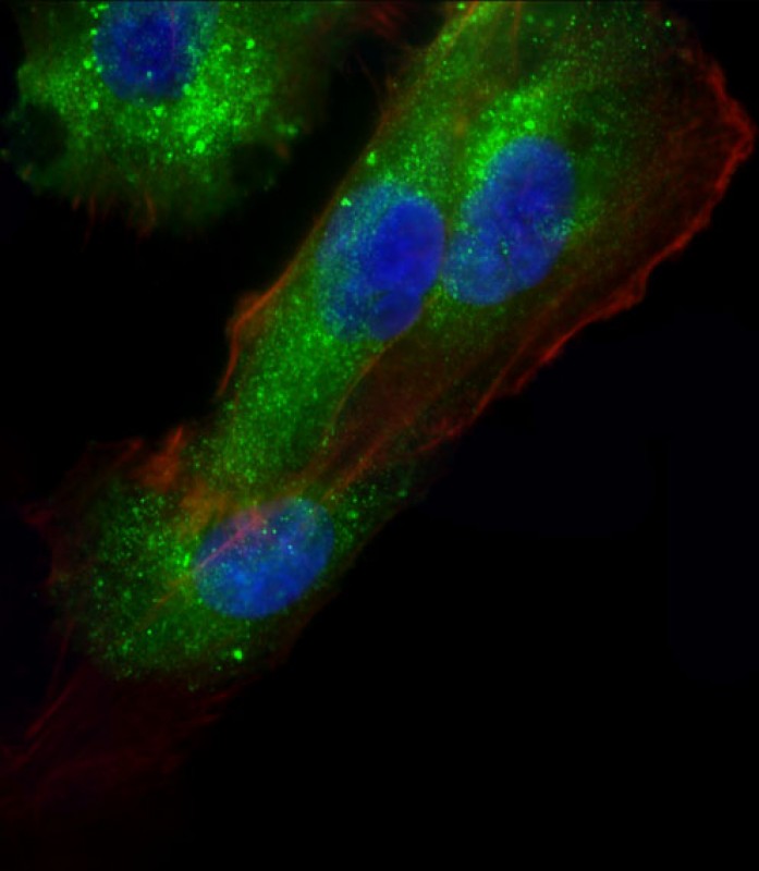 Immunofluorescent analysis of 4% paraformaldehyde-fixed,  0. 1% Triton X-100 permeabilized U-251 MG cells labeling AP1M1 with AP11351c at 1/25 dilution, followed by Dylight� 488-conjugated goat anti-Rabbit IgG secondary antibody at 1/200 dilution (green). Immunofluorescence image showing  Cytoplasm and Weak Nucleus staining on U-251 MG cell line.  Cytoplasmic actin is detected with Dylight� 554 Phalloidin(red). The nuclear counter stain is DAPI (blue).