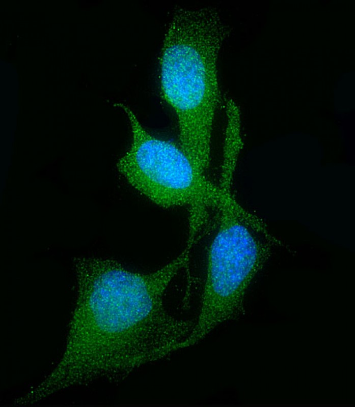 Immunofluorescent analysis of 4% paraformaldehyde-fixed,  0. 1% Triton X-100 permeabilized Hela cells labeling CDKN2B with AP14138b at 1/25 dilution, followed by Dylight� 488-conjugated goat anti-Rabbit IgG secondary antibody at 1/200 dilution (green). Immunofluorescence image showing  Nucleus and Cytoplasm staining on Hela cell line.  The nuclear counter stain is DAPI (blue).