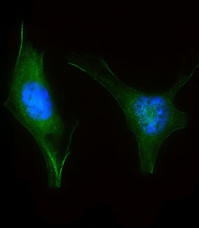 Immunofluorescent analysis of 4% paraformaldehyde-fixed,  0. 1% Triton X-100 permeabilized Hela cells labeling LZIC with AP17735 at 1/25 dilution, followed by Dylight� 488-conjugated goat anti-Rabbit IgG secondary antibody at 1/200 dilution (green). Immunofluorescence image showing  Nucleus and Cytoplasm?Weak Membrane staining on Hela cell line.  The nuclear counter stain is DAPI (blue).