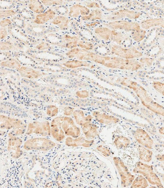 IHC-P-Leica - LZIC Antibody (Center) AP17735c