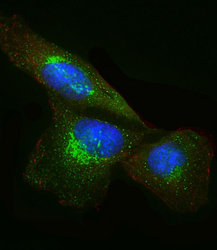 Immunofluorescent analysis of 4% paraformaldehyde-fixed,  0. 1% Triton X-100 permeabilized U-251 MG cells labeling DKK1 with AP21147a at 1/25 dilution, followed by Dylight� 488-conjugated goat anti-Rabbit IgG secondary antibody at 1/200 dilution (green). Immunofluorescence image showing  Cytoplasm and Weak Nucleus staining on U-251 MG cell line.  Cytoplasmic actin is detected with Dylight� 554 Phalloidin(red). The nuclear counter stain is DAPI (blue).